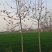 自家种植白玉兰5/12公分，树形漂亮价格美丽，货量充足