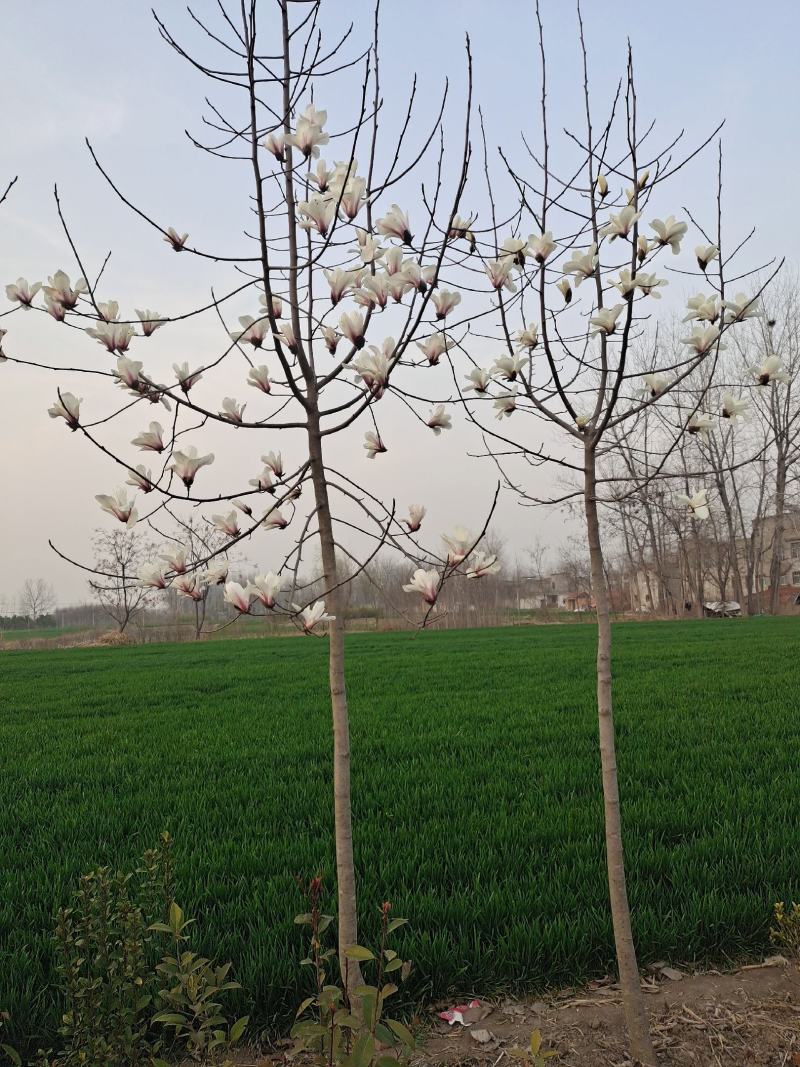 自家种植白玉兰5/12公分，树形漂亮价格美丽，货量充足