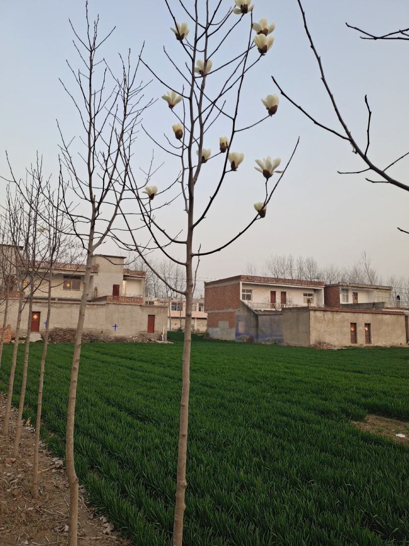 自家种植白玉兰5/12公分，树形漂亮价格美丽，货量充足