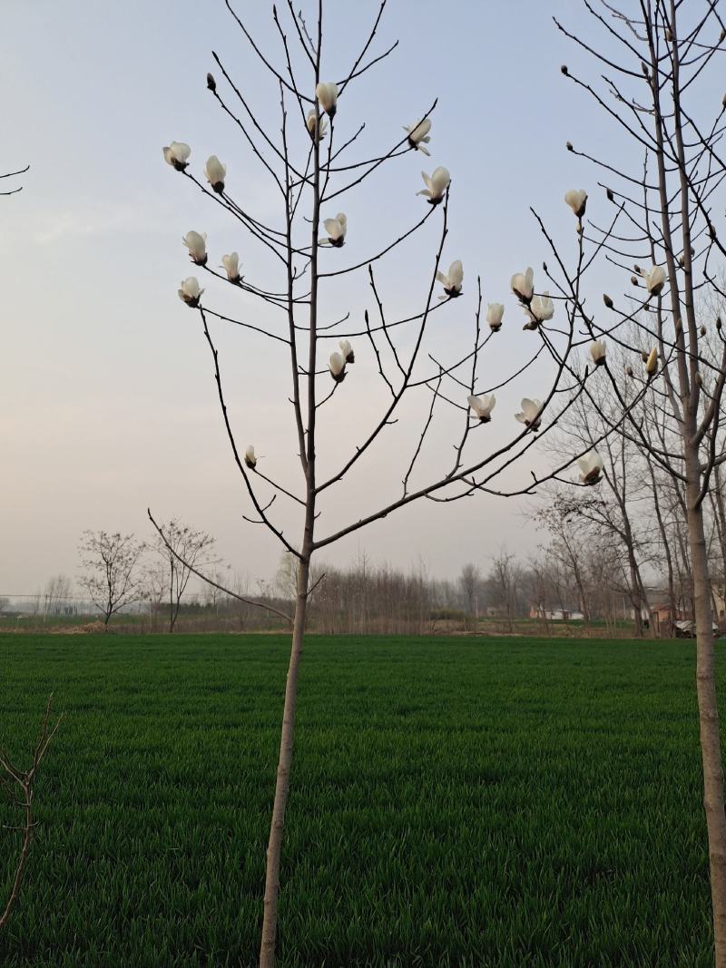 自家种植白玉兰5/12公分，树形漂亮价格美丽，货量充足