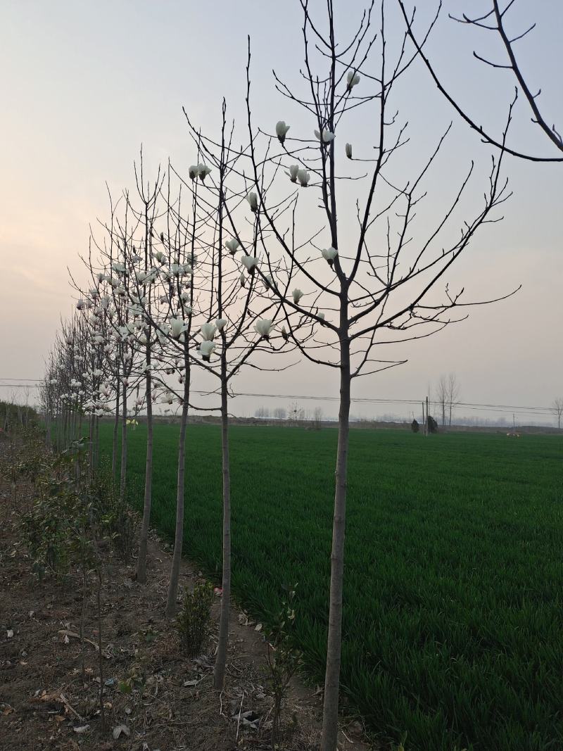 自家种植白玉兰5/12公分，树形漂亮价格美丽，货量充足