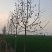自家种植白玉兰5/12公分，树形漂亮价格美丽，货量充足