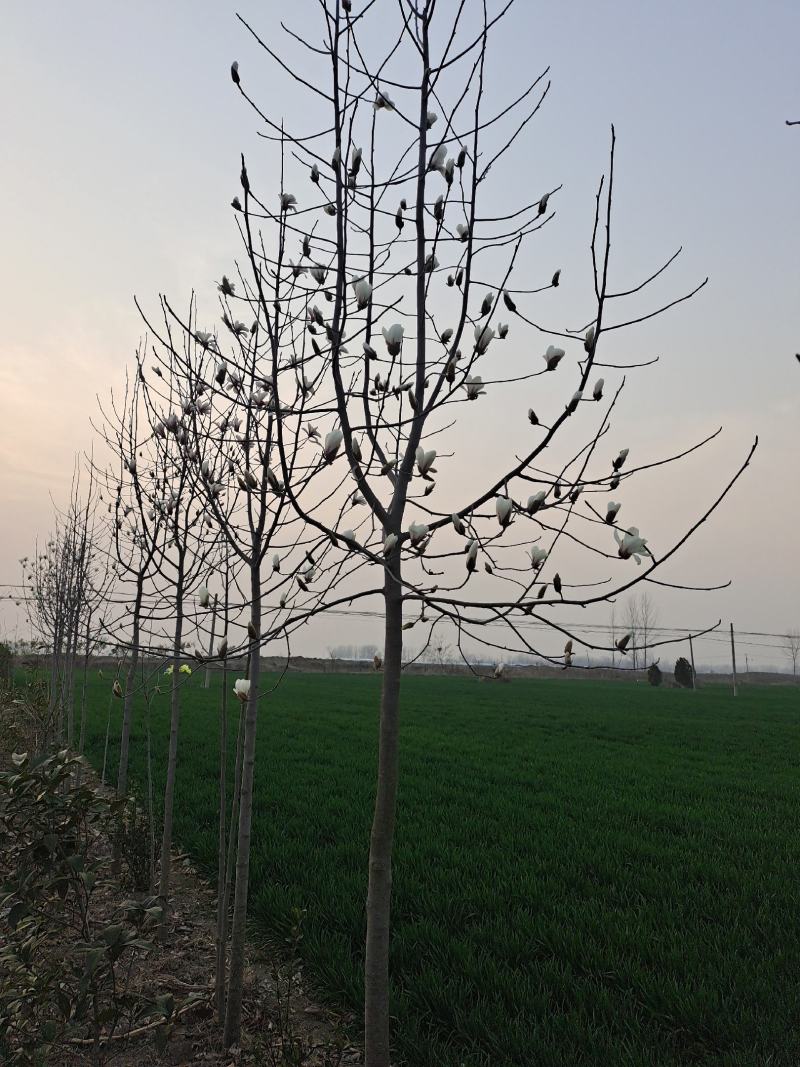 自家种植白玉兰5/12公分，树形漂亮价格美丽，货量充足