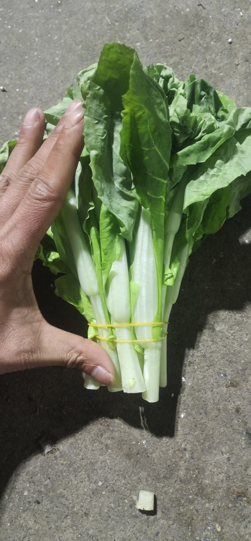 四川绵阳精品叶菜产地直销大量批发