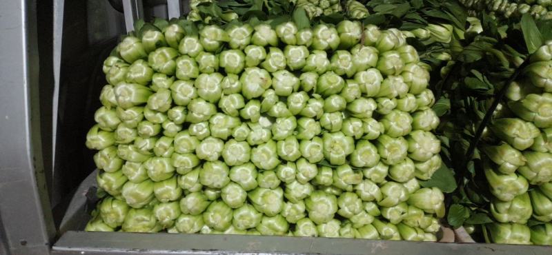 四川绵阳精品叶菜产地直销大量批发
