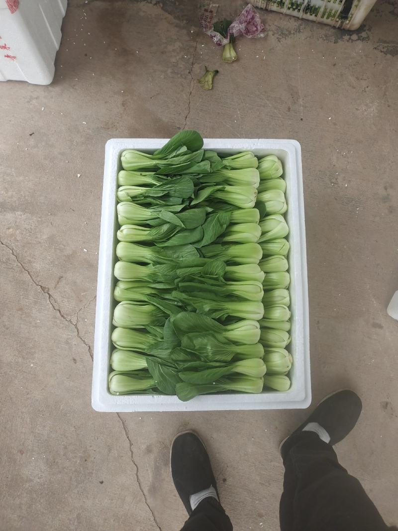 四川绵阳精品叶菜产地直销大量批发