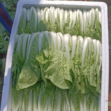 四川绵阳精品叶菜产地直销大量批发