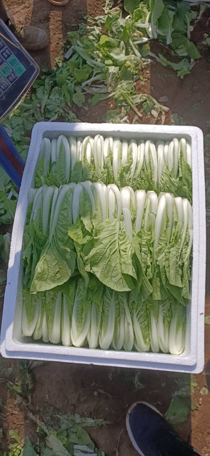 四川绵阳精品叶菜产地直销大量批发