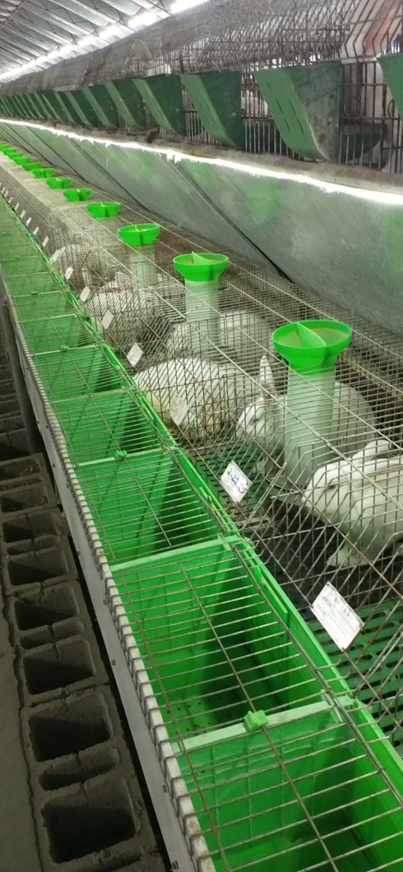 种兔，公羊兔伊拉肉兔新西兰肉兔，比利时兔，欢迎订购