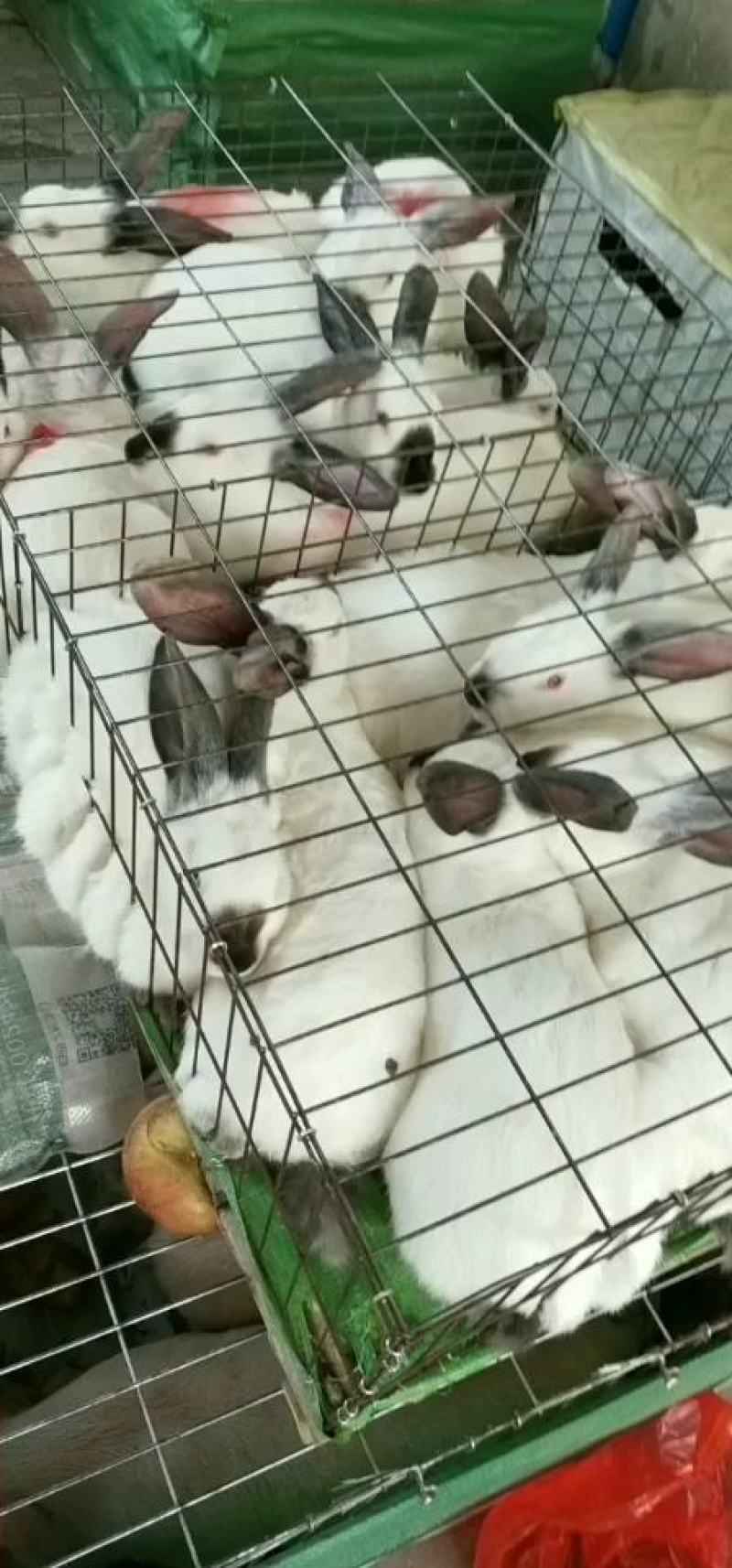 种兔，公羊兔伊拉肉兔新西兰肉兔，比利时兔，欢迎订购