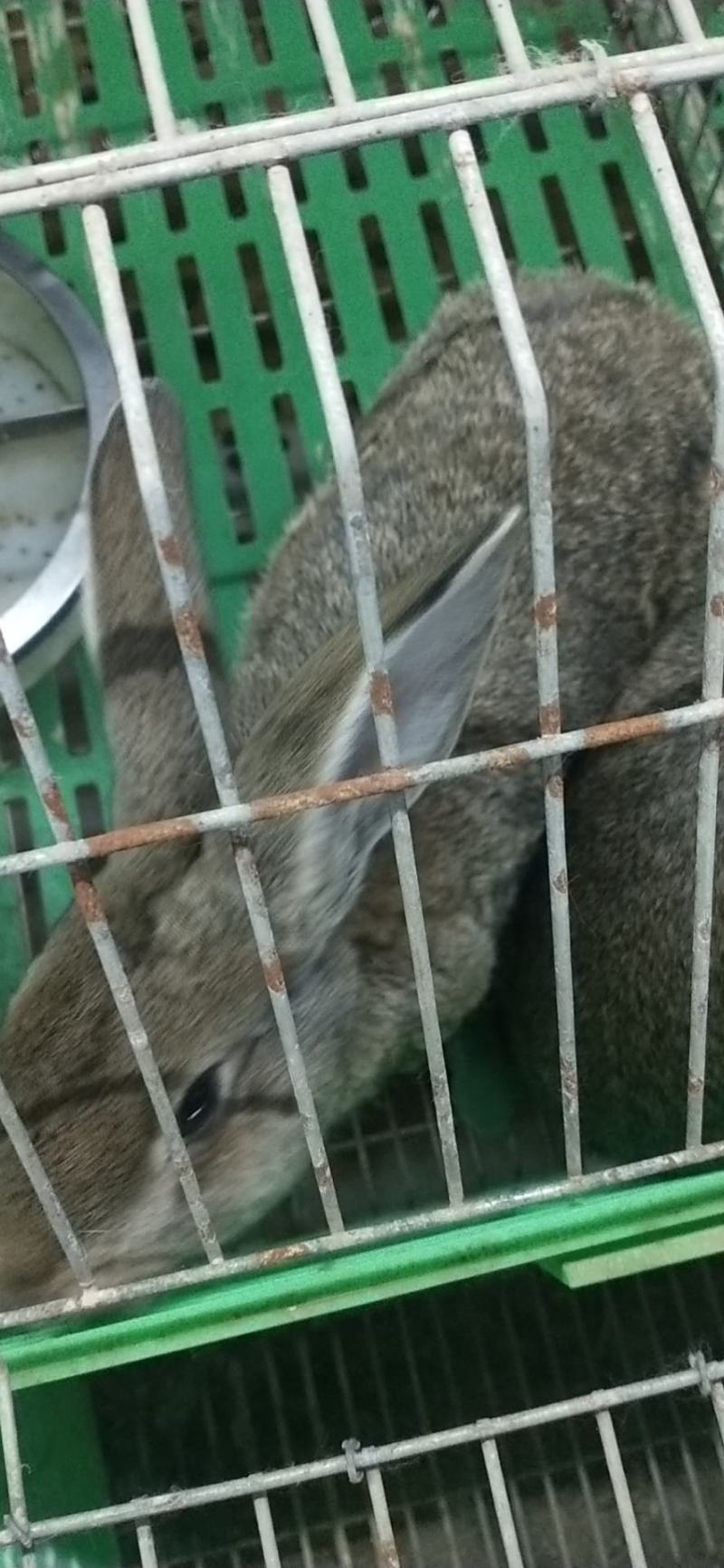 种兔，公羊兔伊拉肉兔新西兰肉兔，比利时兔，欢迎订购