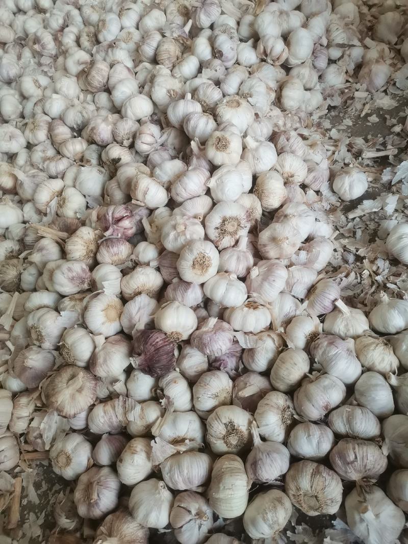 新出土大蒜蒜米蒜仔新鲜大蒜，发市场任何包装工厂蒜米