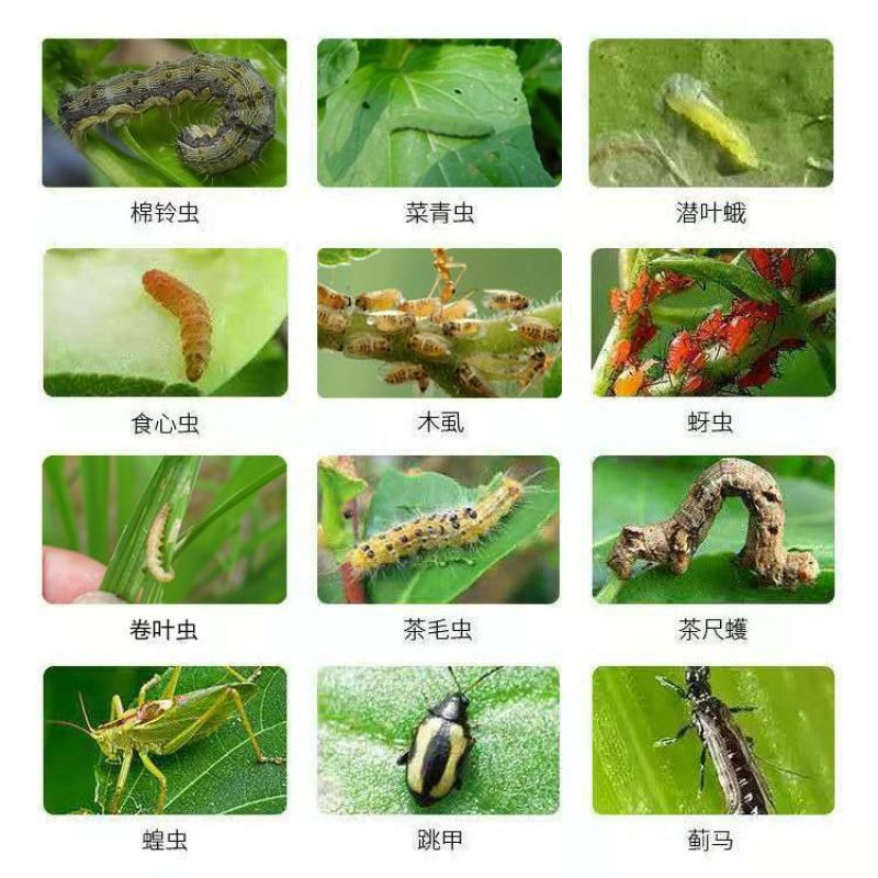 沪联阿维菌素杀虫剂卷叶螟菜青虫红蜘蛛小菜蛾蚜虫螨虫农药