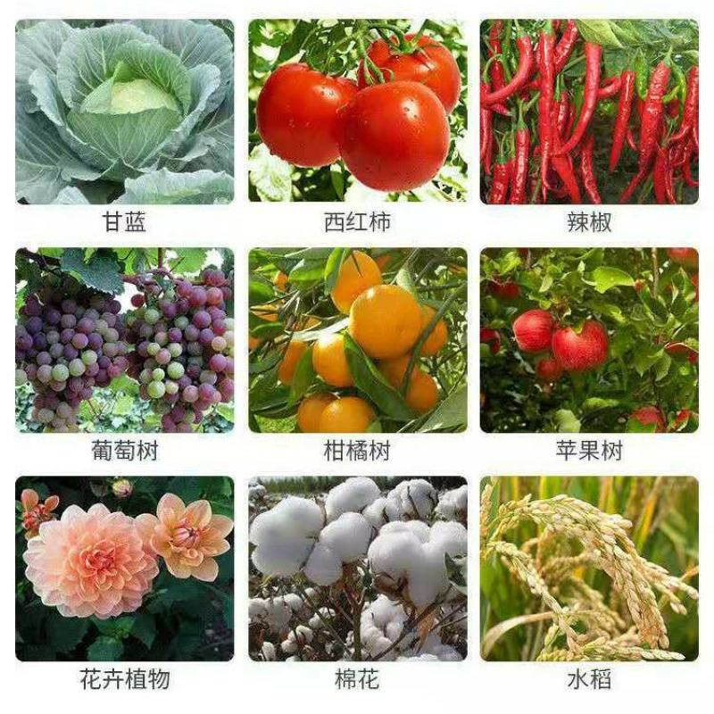 沪联阿维菌素杀虫剂卷叶螟菜青虫红蜘蛛小菜蛾蚜虫螨虫农药
