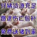 优良仔猪价猪场供猪苗育肥品种全防疫到位包活到家