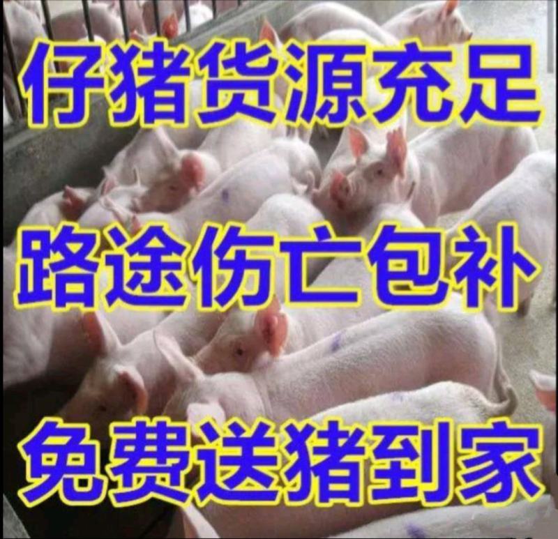 优良仔猪价猪场供猪苗育肥品种全防疫到位包活到家