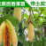 新品种香蕉百香果苗蓝冠百香果苗正品嫁接苗带土带杯发货