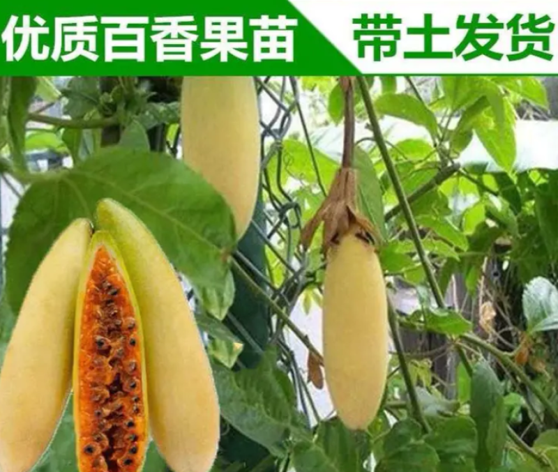 新品种香蕉百香果苗蓝冠百香果苗正品嫁接苗带土带杯发货