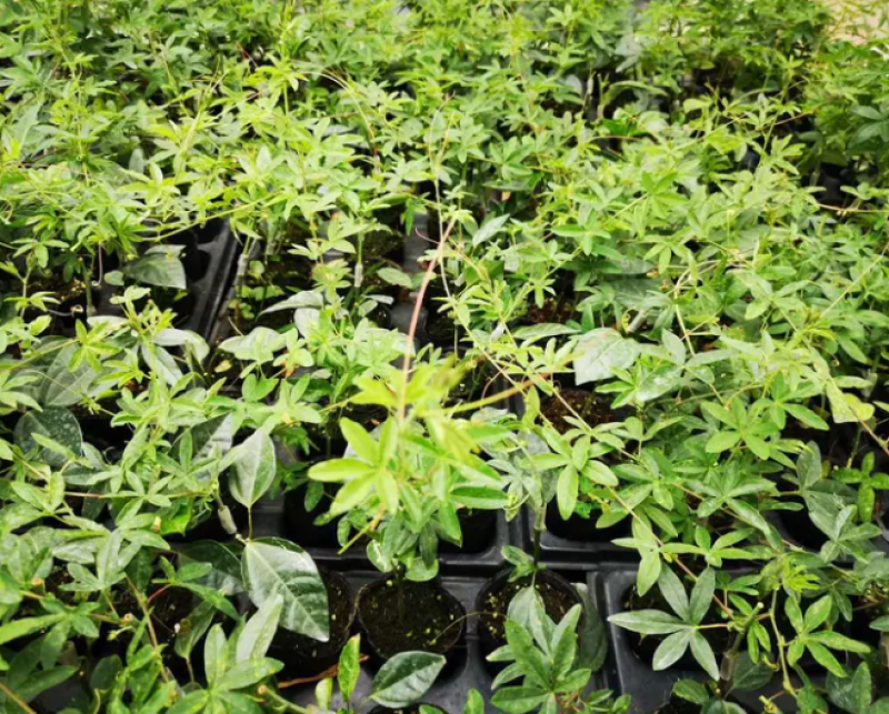 新品种香蕉百香果苗蓝冠百香果苗正品嫁接苗带土带杯发货