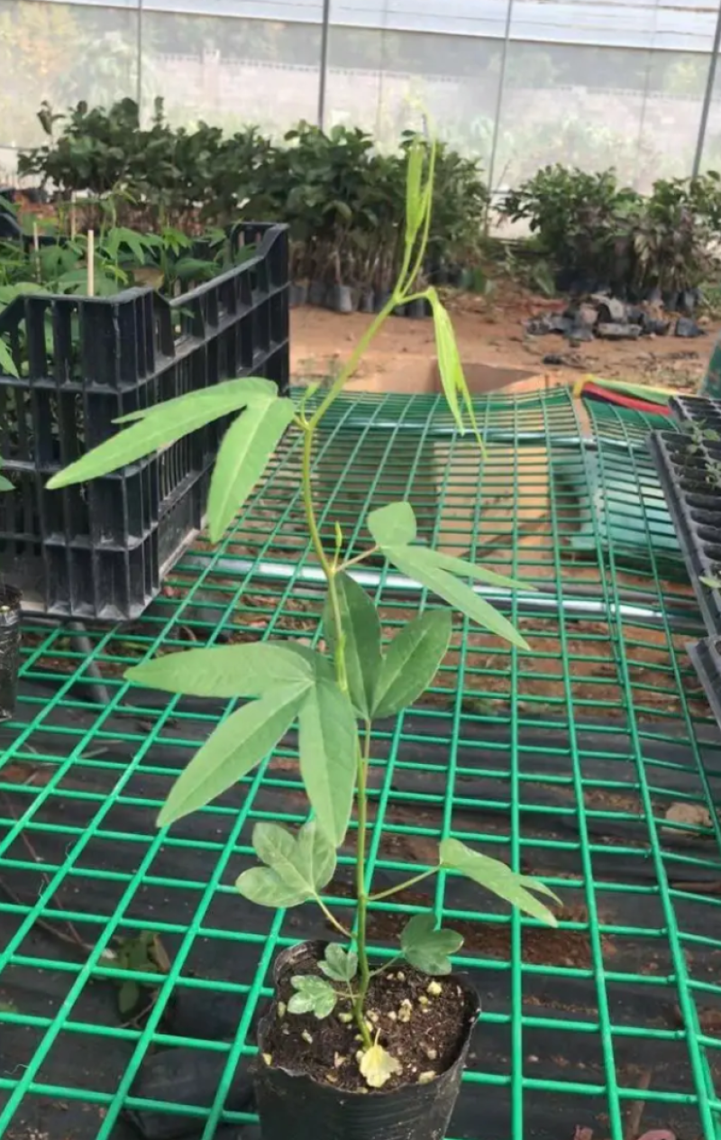 新品种香蕉百香果苗蓝冠百香果苗正品嫁接苗带土带杯发货