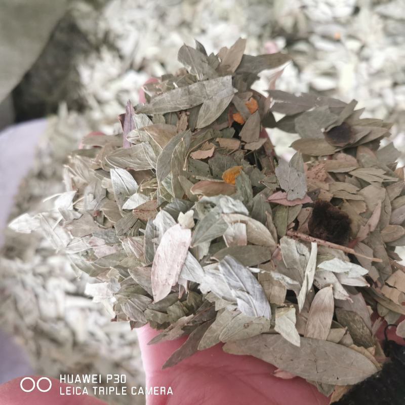 番泻叶包邮干货批发零售产地批发常年供应