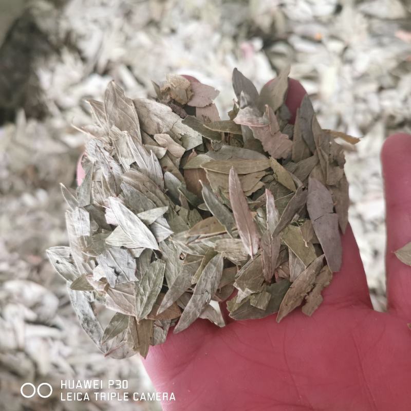 番泻叶包邮干货批发零售产地批发常年供应
