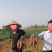 紫薯苗,新品种紫薯苗,好吃紫沙蜜苗,高产紫薯苗