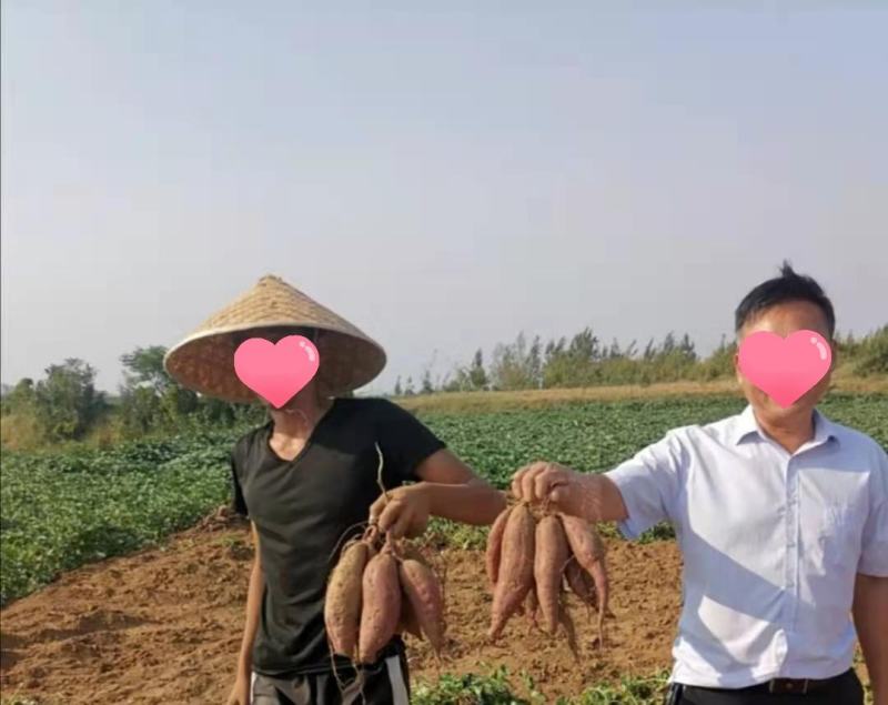 紫薯苗，新品种紫薯苗，好吃紫沙蜜苗，高产紫薯苗