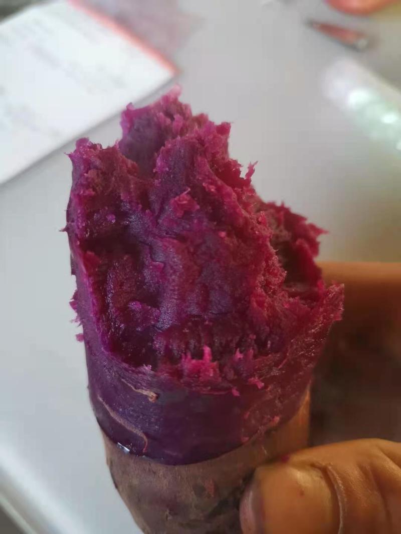 紫薯苗，新品种紫薯苗，好吃紫沙蜜苗，高产紫薯苗