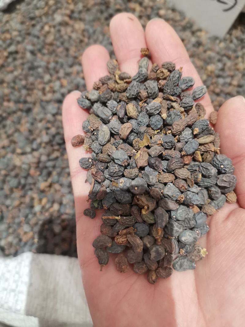 女贞子干净无杂质大量供应产地批发质量有保证
