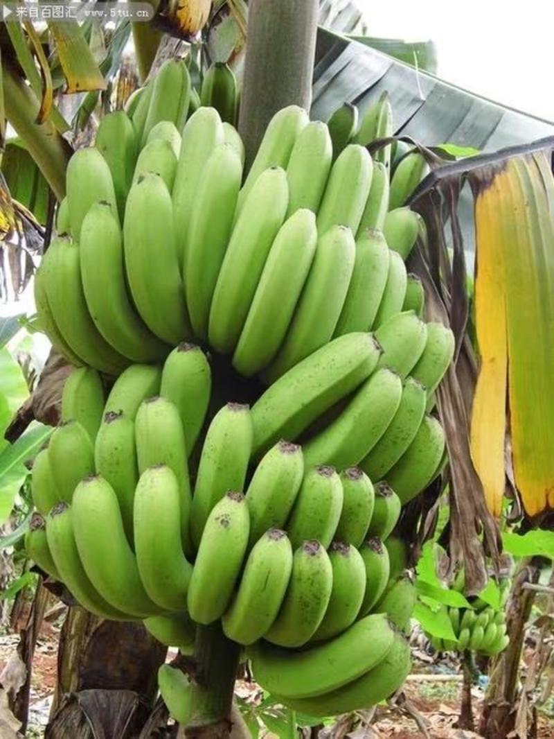 香蕉苗粉蕉苗红香蕉苗B2蕉苗中蕉九号红美人蕉