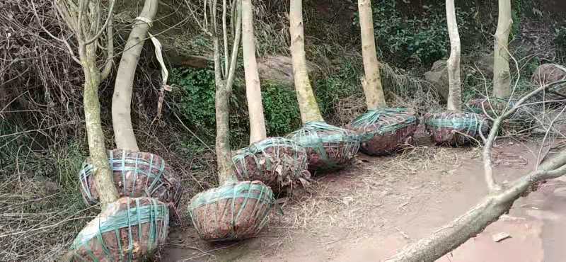 白玉兰，绿化白玉兰，玉兰树，紫玉兰，红玉兰