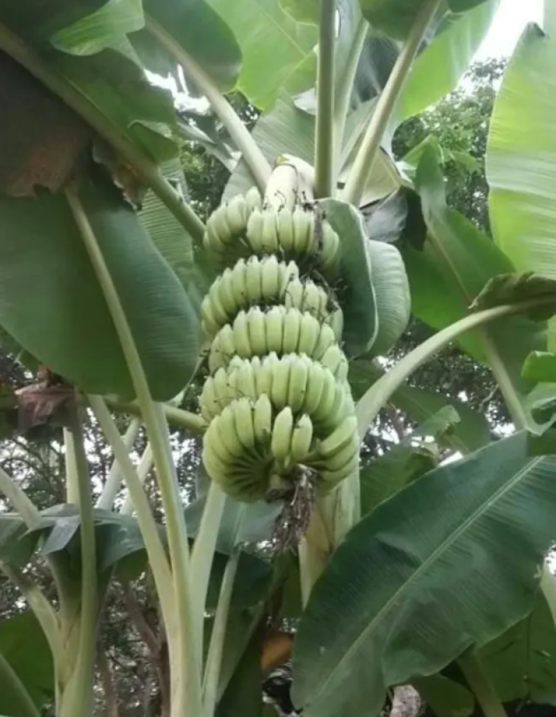 香蕉苗中蕉九号红香蕉粉蕉皇帝蕉威廉斯B6蕉金粉