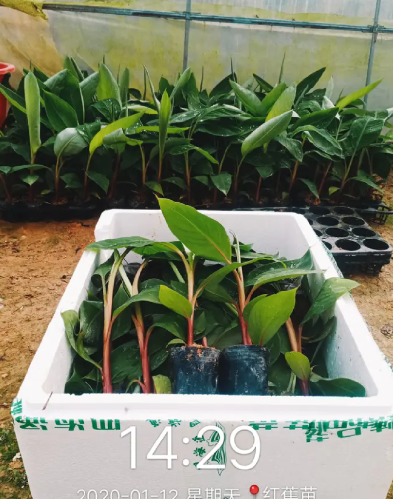 香蕉苗中蕉九号红香蕉粉蕉皇帝蕉威廉斯B6蕉金粉