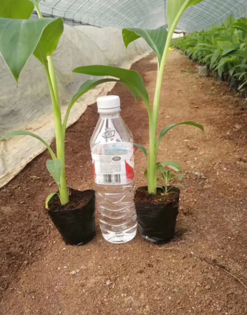 香蕉苗中蕉九号红香蕉粉蕉皇帝蕉威廉斯B6蕉金粉