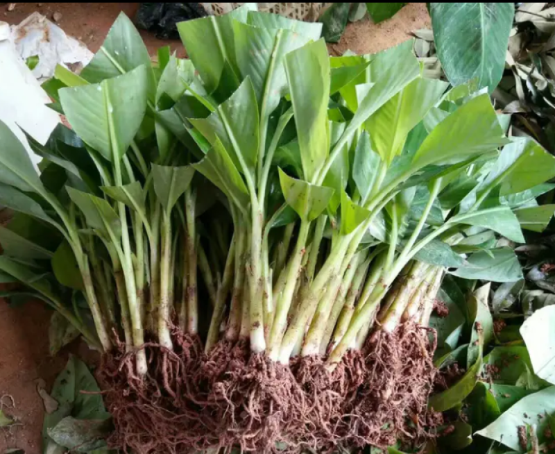 香蕉苗中蕉九号红香蕉粉蕉皇帝蕉威廉斯B6蕉金粉