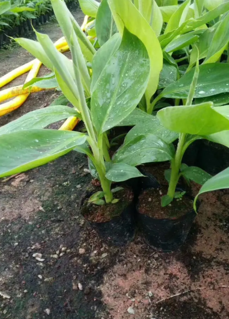 香蕉苗中蕉九号红香蕉粉蕉皇帝蕉威廉斯B6蕉金粉