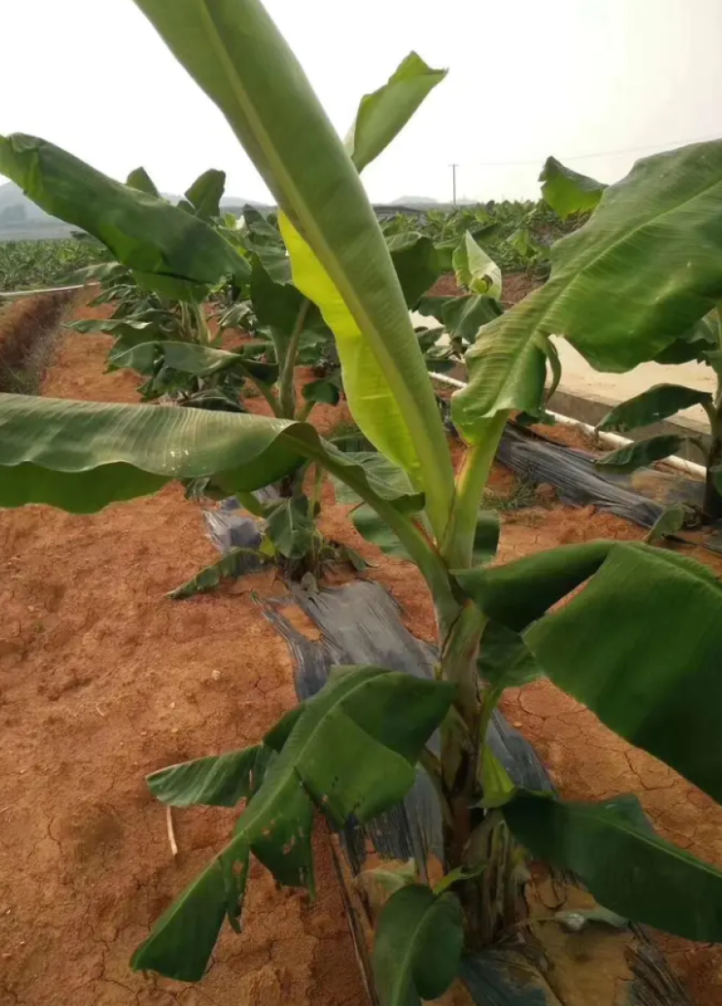 香蕉苗中蕉九号红香蕉粉蕉皇帝蕉威廉斯B6蕉金粉