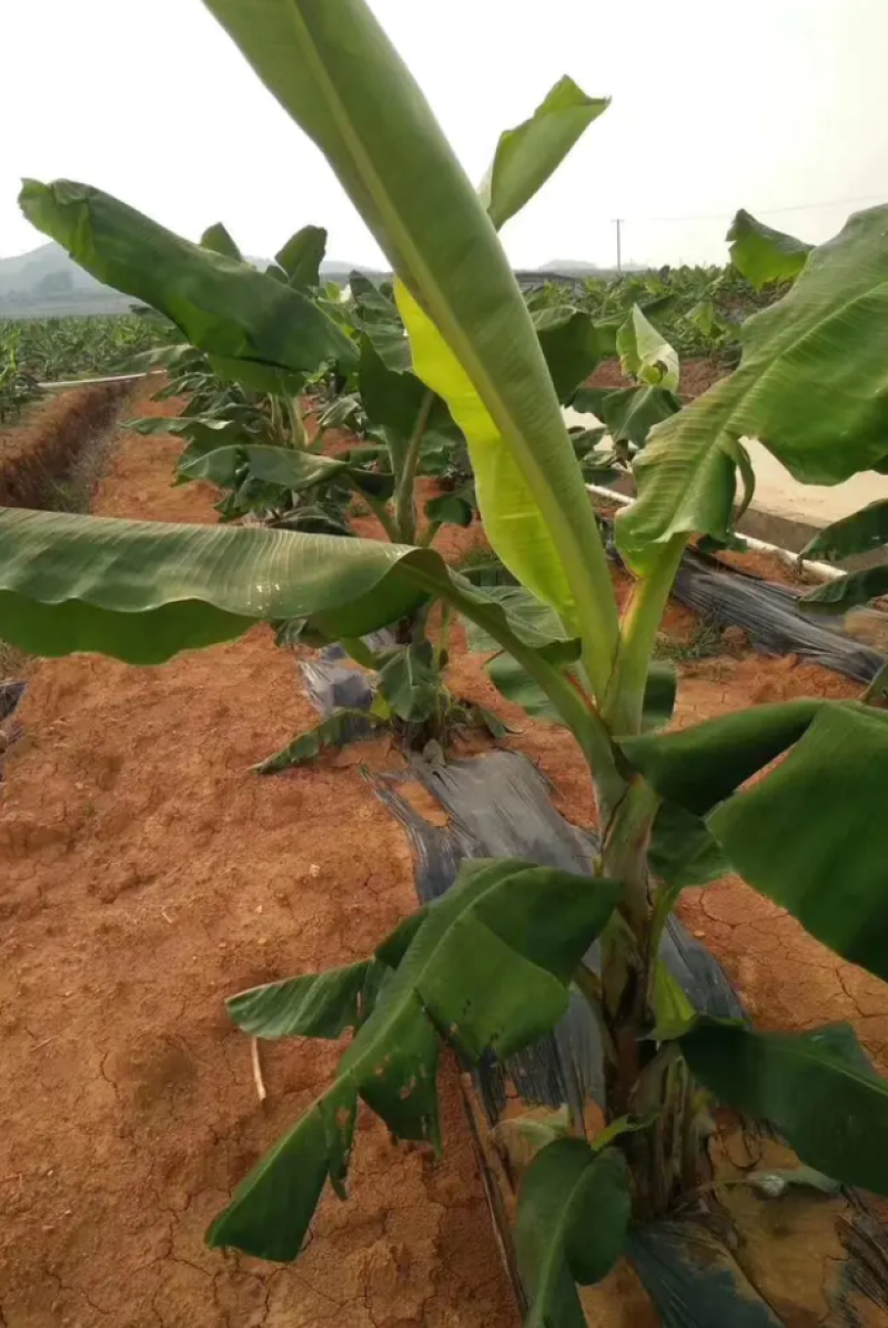 香蕉苗中蕉九号红香蕉粉蕉皇帝蕉威廉斯B6蕉金粉