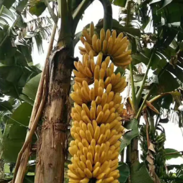 香蕉苗中蕉九号红香蕉粉蕉皇帝蕉威廉斯B6蕉金粉