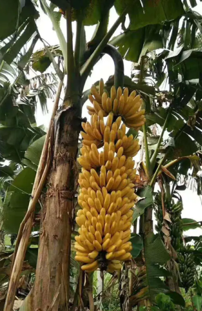 香蕉苗中蕉九号红香蕉粉蕉皇帝蕉威廉斯B6蕉金粉
