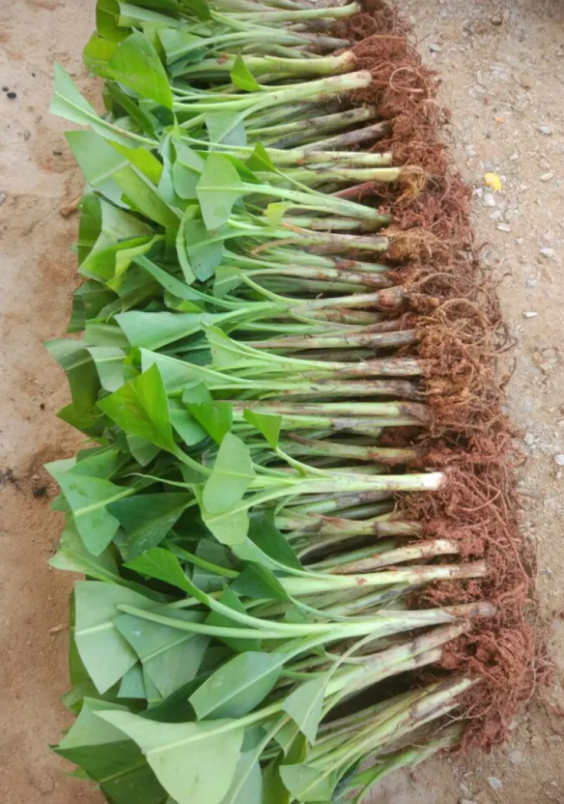 香蕉苗中蕉九号红香蕉粉蕉皇帝蕉威廉斯B6蕉金粉