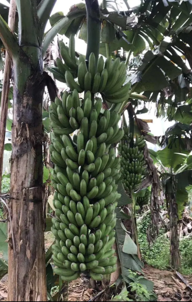 香蕉苗中蕉九号红香蕉粉蕉皇帝蕉威廉斯B6蕉金粉