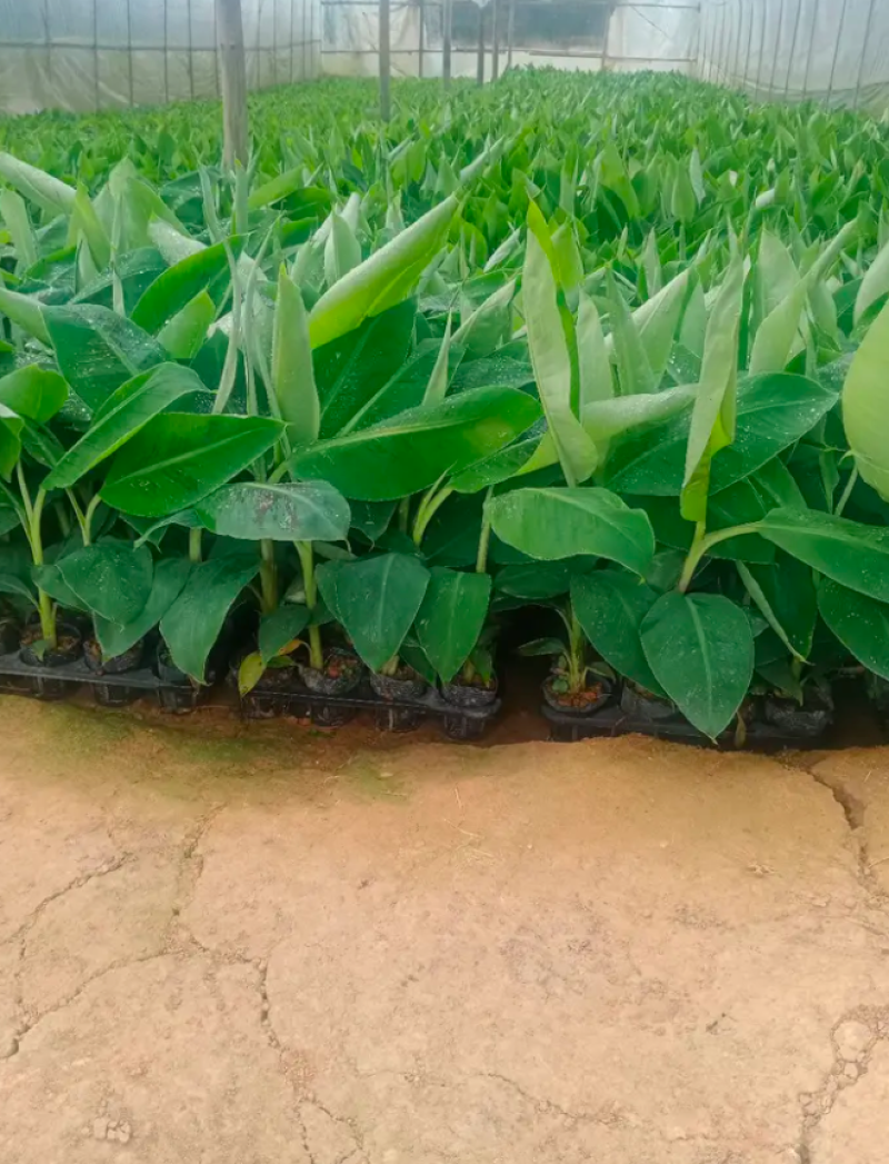 香蕉苗中蕉九号红香蕉粉蕉皇帝蕉威廉斯B6蕉金粉