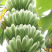 香蕉苗中蕉九号红香蕉粉蕉皇帝蕉威廉斯B6蕉金粉