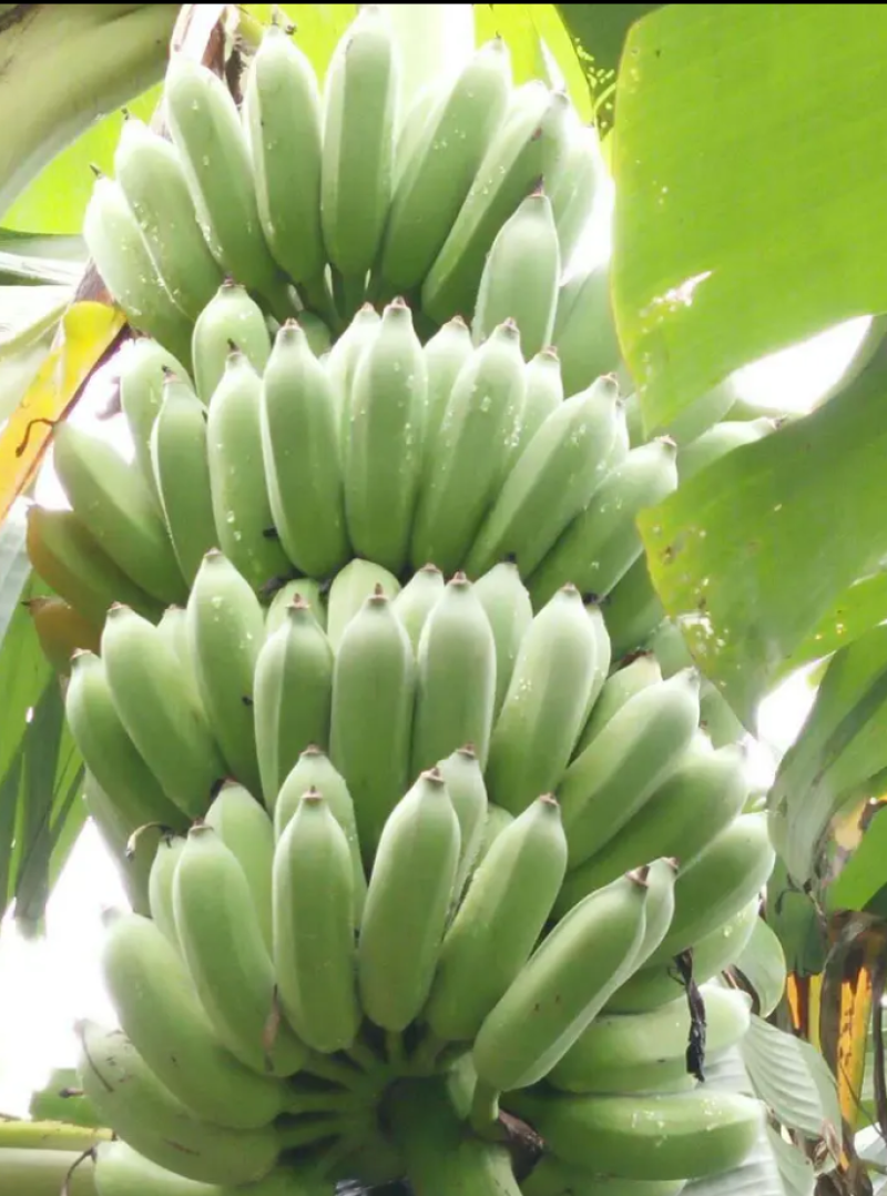 香蕉苗中蕉九号红香蕉粉蕉皇帝蕉威廉斯B6蕉金粉