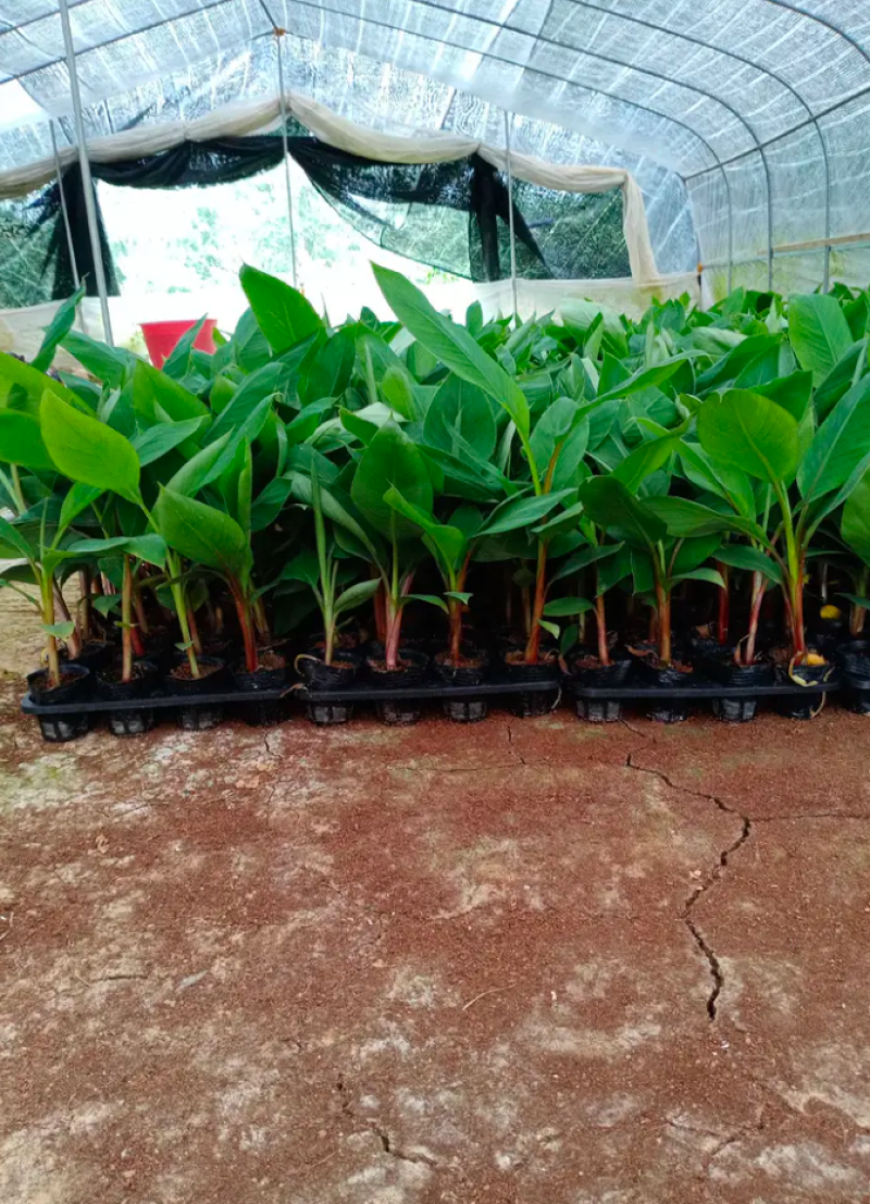 香蕉苗中蕉九号红香蕉粉蕉皇帝蕉威廉斯B6蕉金粉