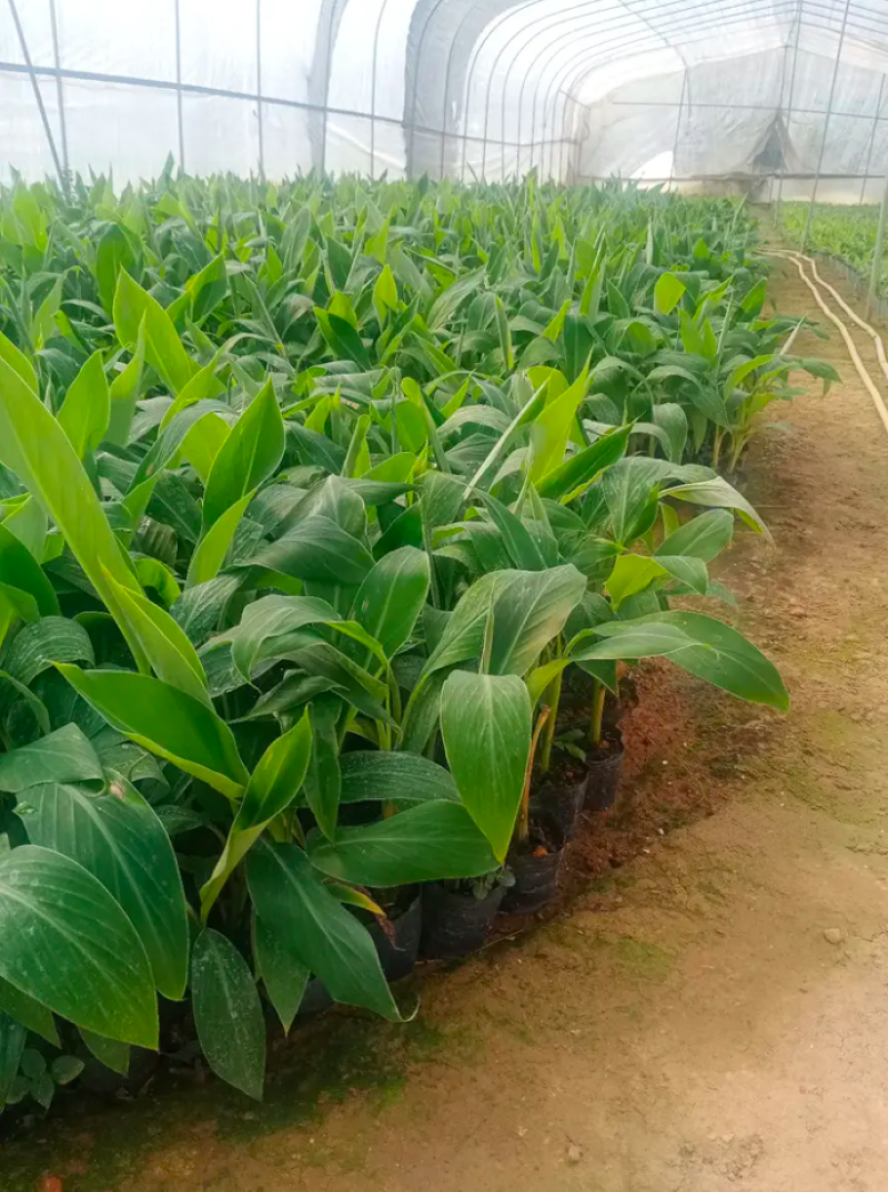 香蕉苗中蕉九号红香蕉粉蕉皇帝蕉威廉斯B6蕉金粉
