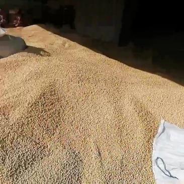 甘肃环县农产品优质黄豆（大豆）供应对接全国客商可视频对接