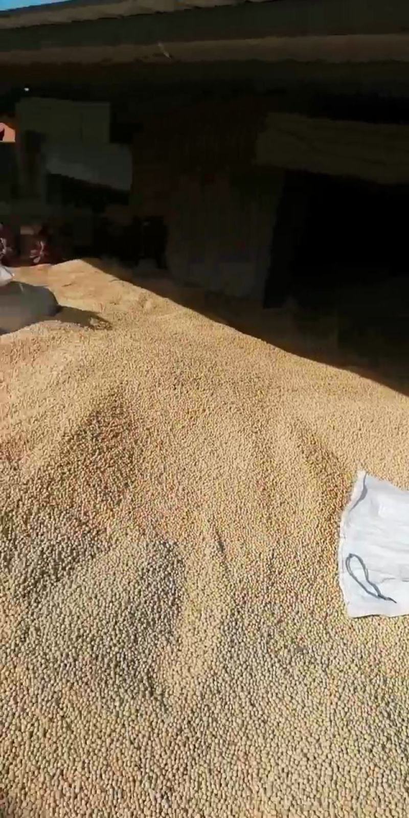 甘肃环县农产品优质黄豆（大豆）供应对接全国客商可视频对接